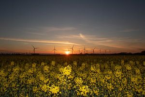 Paysage danois avec colza et moulins à vent