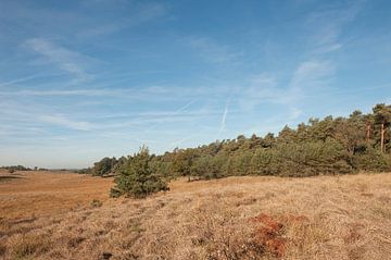 Nationaal Park Veluwezoom Gelderland van Richard Wareham