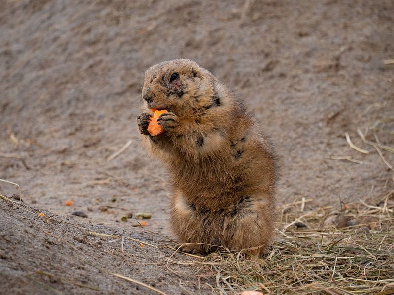 Nom nom nom von snippefotografie