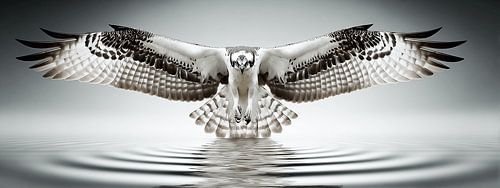 A Circle of Water | Osprey on the Hunt