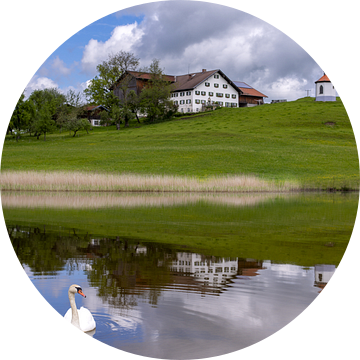 Zwaan (Cygnus olor) in Hegratsrieder See bij Füssen in de Ostallgäu, Allgäu, Beieren, Duitsland van Walter G. Allgöwer