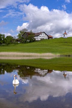 Zwaan (Cygnus olor) in Hegratsrieder See bij Füssen in de Ostallgäu, Allgäu, Beieren, Duitsland van Walter G. Allgöwer