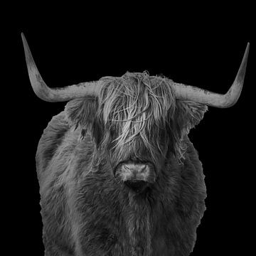 Portret van een Schotse hooglander in zwart wit van Menno Schaefer