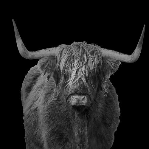 Portrait d'un Highlander écossais en noir et blanc