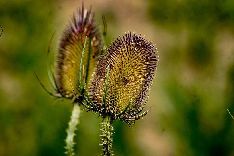 Distel van Niek Traas