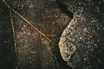 Herbstblätter mit Eiscreme von Jan Eltink