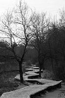 chemin sinueux