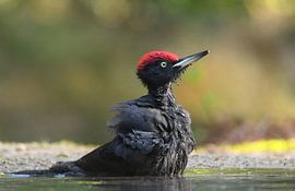 Fluttering, splashing, laughing by Zeno Swijtink