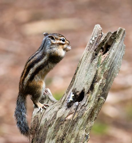 Erdhörnchen im Wald
