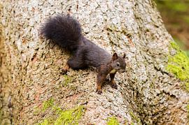 Eichhörnchen von Alena Holtz