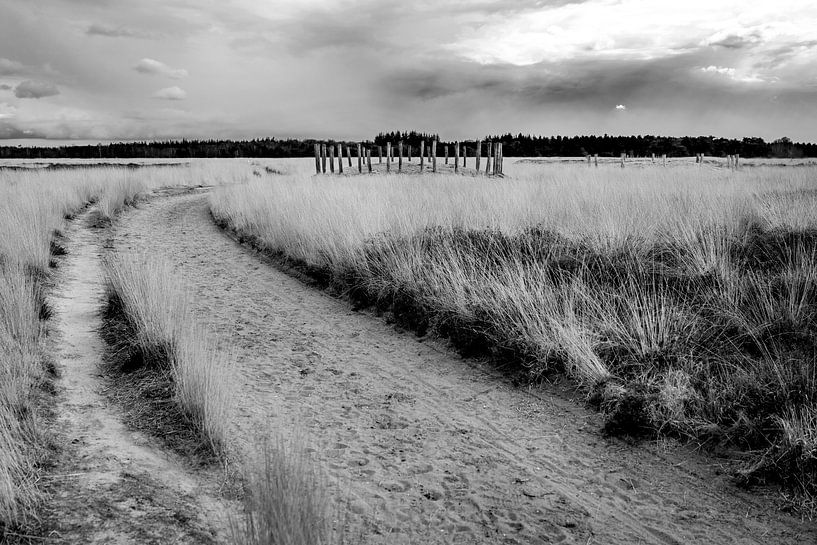 Naturschutzgebiet Regte Heide von Jeroen van Eijndhoven