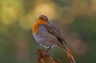 Roodborst van Erik Meier thumbnail