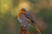 Roodborst