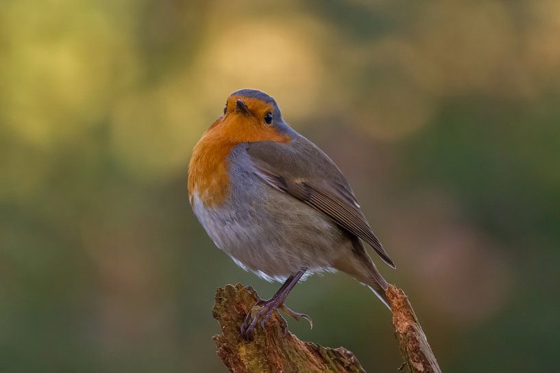 Roodborst van Erik Meier