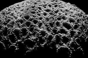 Seltsame Welt