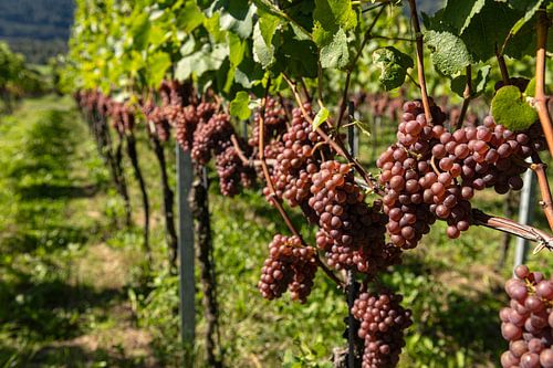 Zwitserse druivenranken.
