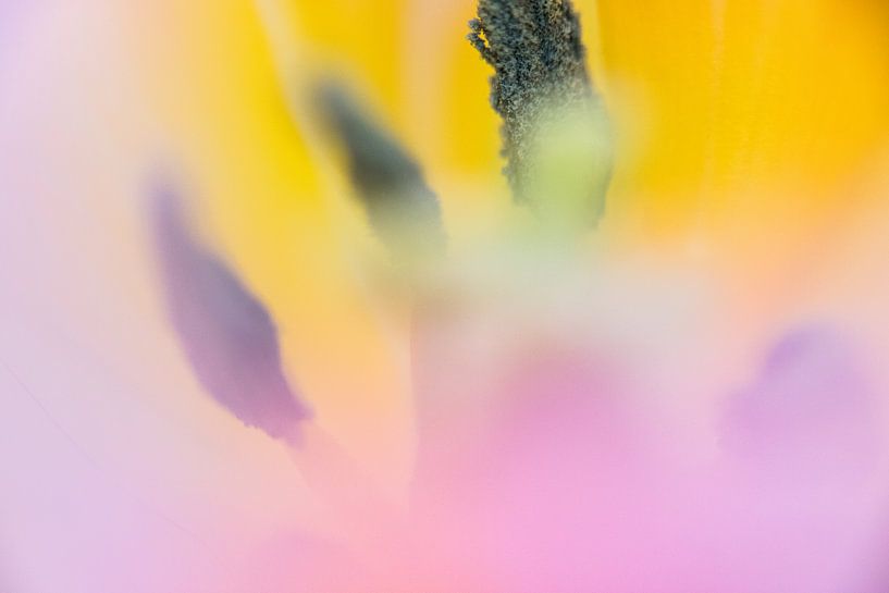 Tulipe rose avec jaune, abstrait par de buurtfotograaf Leontien