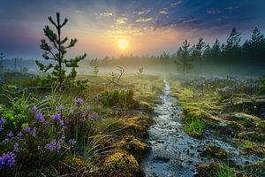 Tagesbeginn im Wald