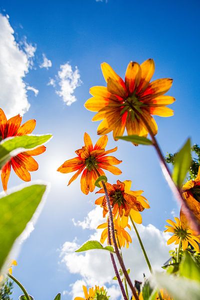Colourful flowers by Lydia