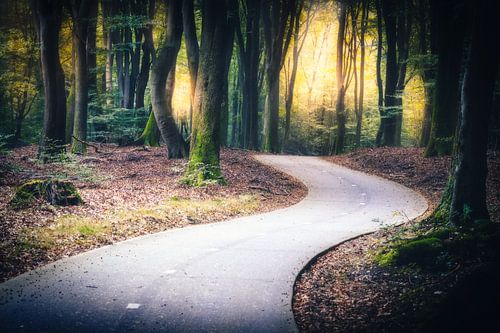 Road through dark trees in the Speulderbos Ermelo with sun in the background