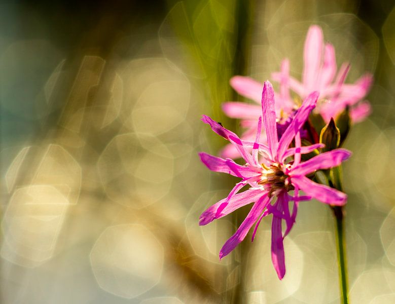 Glowing in the morning by peterheinspictures