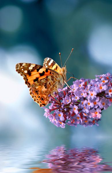 Painted Lady by Violetta Honkisz