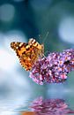 Painted Lady by Violetta Honkisz thumbnail