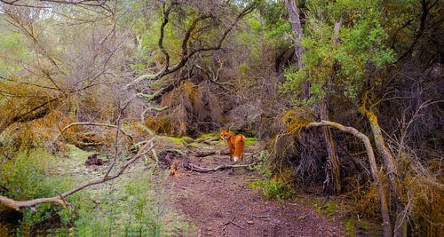 Spooky forest with fox, New Zealand by Rietje Bulthuis