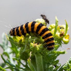 Caterpillar on a plant by Marcel Alsemgeest