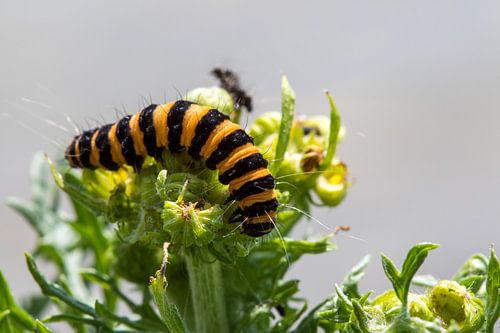 Rups op een plantje