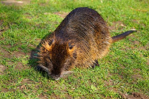 de foto toont wilde levende nutria