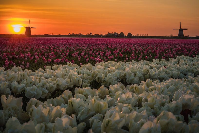 Twee molens in de Schermer by peterheinspictures