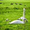 Een nest Knobbelzwanen van Jan Radstake