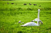 Een nest Knobbelzwanen
