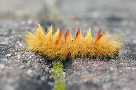 Orange, green and grey by Jeroen van Deel