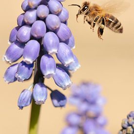 Traubenhyazinthen mit einer fleißigen Biene von MdeJong Fotografie