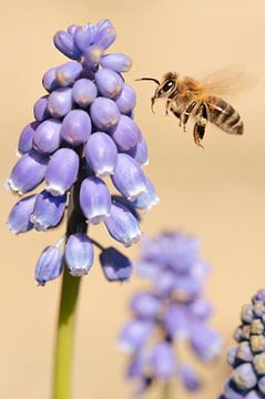 Blauw druifje met een bezige bij van MdeJong Fotografie