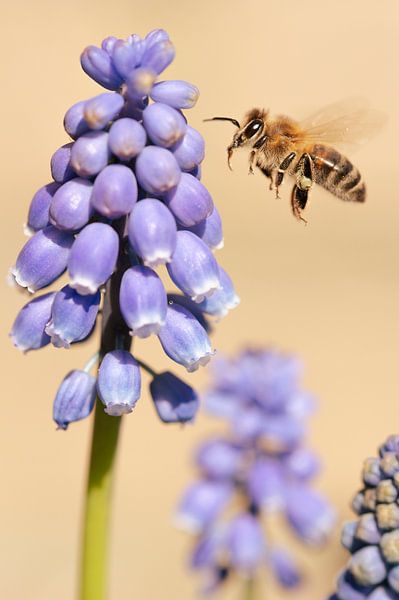 Traubenhyazinthen mit einer fleißigen Biene von MdeJong Fotografie