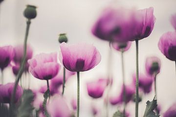 Papaver van Caroline Meister