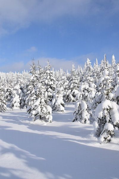 Der Gipfel des schneebedeckten Berges von Claude Laprise