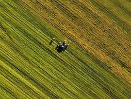 Kühe auf einem Haufen von Nico van Maaswaal