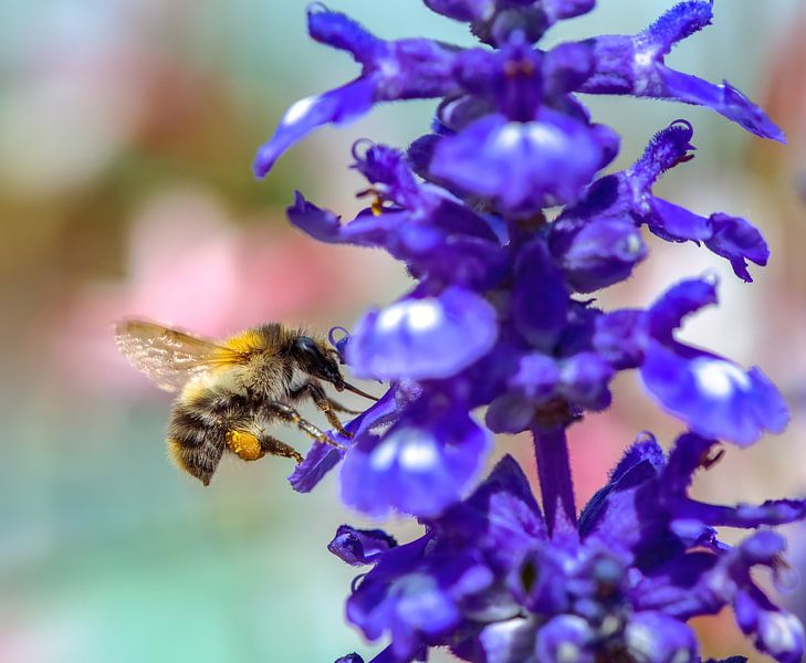 Marque d'un bourdon des champs tacheté sur une fleur de sauge bleue par ManfredFotos