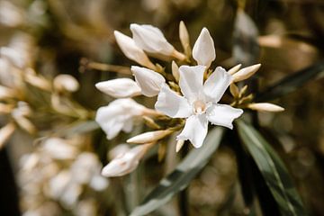 Weiße Blumen aus Portugal von Lia Remmelzwaal