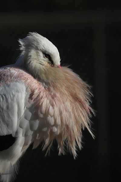 Storch von Astrid Bregman