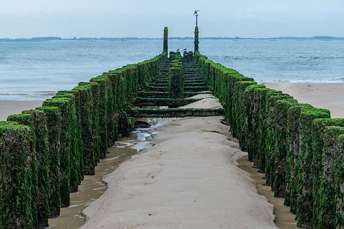 Vegetated breakwater Vlissingen