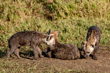 kleine hyena's van Peter Michel