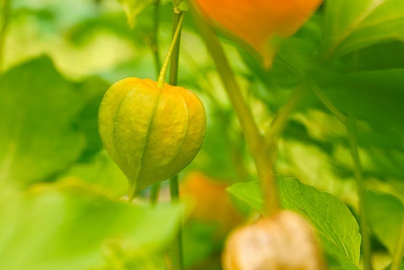 Physalis plants with fruits by Martin Köbsch