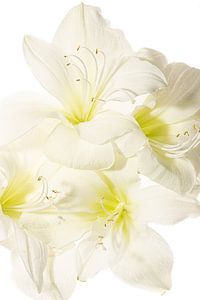 Weiße Amaryllis
