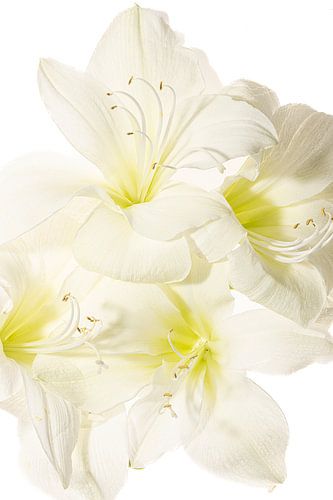 Witte amaryllis