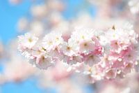 Blossom